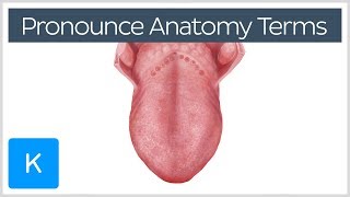 4 ways to correctly pronounce anatomy terms  Human Anatomy  Kenhub [upl. by Bille]