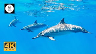 🌊 💙 Beautiful Sounds of Dolphins amp Whales  Meditative Nature Sounds for Harmony amp Deep Sleep 4K [upl. by Wooldridge886]