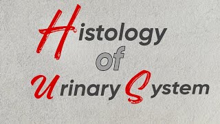 Histology of Urinary System  Laiq Hussain [upl. by Ballman]