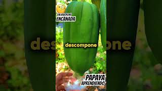 Aprendiendo algo de la fruta de la Papaya 👍🏽😱 [upl. by Lugo17]