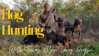 Hog Hunting with Texas Blue Lacy Dogs  Huge Boar [upl. by Jessika]