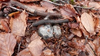 Hygrophorus Marzuolus  Martxoko Ezkoa [upl. by Georgia]