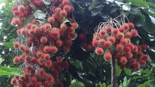 Rambutan Harvesting Nephelium lappaceum [upl. by Kylynn609]