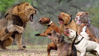 Pitbull VS Lion  Who Wins This Battle [upl. by Bremble]