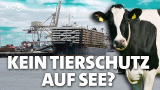 Rindertransport per Schiff Tierschutz über Bord [upl. by Fidele87]