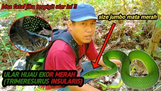 HATIHATI VIPER HIJAU EKOR MERAH JANGAN SAMPAI TERGIGIT herping survival viral hunting [upl. by Aioj]