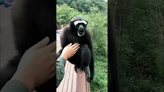 gibbon monkey  gibbon monkey sound [upl. by Rialb161]