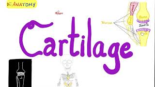 Cartilage Overview Hyaline Fibrocartilage Elastic Cartilage  Anatomy Series [upl. by Vizzone]