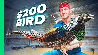 1 Bird VS 200 Bird Vietnams RARE Street Food [upl. by Eugirne]