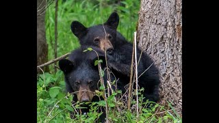 CADES COVE in AUGUST [upl. by Atirahc]