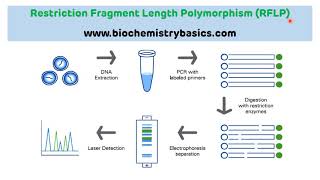 Introduction to Restriction Fragment Length Polymorphism RFLP  RFLP [upl. by Elodia]