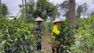 GLOBALink  Lao villagers enjoy better lives through Chinese tea [upl. by Fregger]