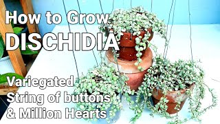 DISCHIDIA PLANT CARE GUIDE  Variegated String of Buttons amp Million Hearts dischidiaplantcareguide [upl. by Sapphira57]