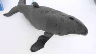 Humpback Whale Soft Toy with Authentic Sound [upl. by Nosirb536]