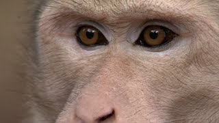 30 Minutes of Incredible Primate Moments [upl. by Yadahs39]