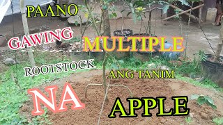 PAANO GAWING MULTIPLE ROOTSTOCK AN G TANIM NA APPLE [upl. by Airrehs]