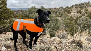 Rabbit Hunting With My CATAHOULA LEOPARD DOG [upl. by Lorilyn]