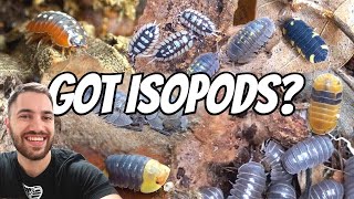 I GOT MORE ISOPODS FULL COLLECTION TOUR 36 SPECIES [upl. by Nord]