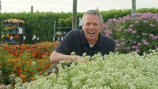 Lobularia Varieties from Proven Winners [upl. by Anilys277]