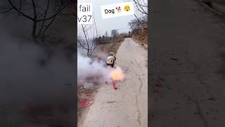 Fire cracker 💣 in Dog Mouth 😱 fireworks shorts​ diwali diwalispecial 12vfailv37 [upl. by Achorn]