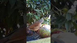 sabiábarranco Turdus leucomelas [upl. by Ocir400]