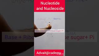 Nucleotide and Nucleoside [upl. by Kcirdneh]