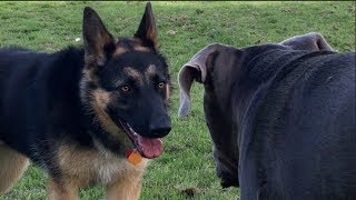 Winston Goes Looney on a Young Malamute and a Mutt [upl. by Atlanta813]