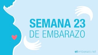 Semana 23 de embarazo  23 semanas de embarazo  El embarazo semana a semana [upl. by Eudoxia]