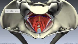 Pelvic Floor Part 1  The Pelvic Diaphragm  3D Anatomy Tutorial [upl. by Noicpecnoc668]