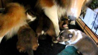 Sheltie Puppies Shetland Sheepdog Puppy TN KY VA SC NC GA OH [upl. by Jarred591]