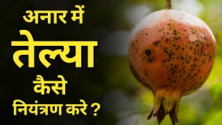 तेल्या व मर रोगावर कसे नियंत्रण करे  Disnil Soil  Nematod  Seed Grow   Huntin Organics [upl. by Moorish]