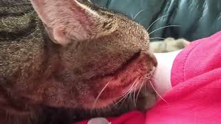 4 Minute Cat Massage And ASMR [upl. by Sivad]