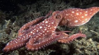 Mucky Secrets  Part 16  Cuttlefishes amp Octopuses  Lembeh Strait [upl. by Novj]