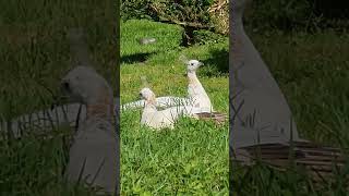 2 headed peacock spotted peacock nature birds [upl. by Enyaw]