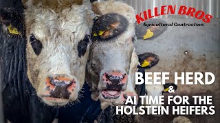 Killen Bros  Beef Herd amp AI Time for the Holstein Heifers [upl. by Izaak296]