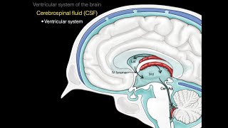 The ventricular system [upl. by Alehcim109]