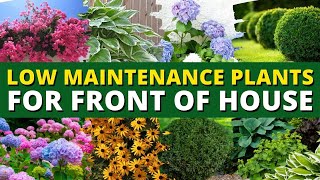 5 Best Low Maintenance Plants for Front of House Garden 🌿🍃 Ground Cover Plants 👍👌 [upl. by Butcher]