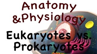 Cell Biology For Anatomy and Physiology  Eukaryotes vs Prokaryotes 0302 [upl. by Ahsinaj]