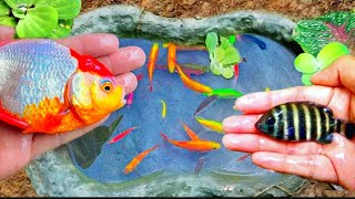 Catch Unique Little Frogs  Catching And Finding A Lot Of Beautiful Baby Koi Fish Angel Fish228 [upl. by Zeph]