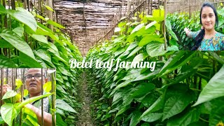 betel leaf farming। বাড়ির পানের বরজ।betel leaf garden organisation।paan garden tour। [upl. by Garwin]