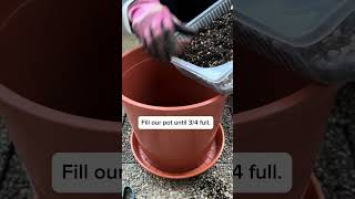 Growing coffee plant at home  Repotting Arabica Coffee plant after 1 year repotting houseplants [upl. by Alahcim]