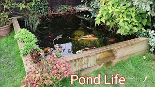 Time For a Bigger Koi Pond [upl. by Yssor]