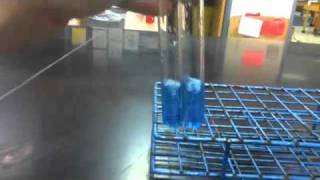 Lab Protocol  Reducing Sugars Detection Assay Unit 4 Macromolecules [upl. by Eelyk]