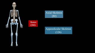 Axial skeleton 3D animation  human anatomy axial Skeleton and appendicular skeleton [upl. by Shaffert600]