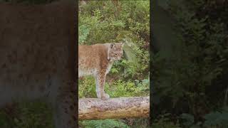 Bobcats Stealthy Walk Across Fallen Tree 🐾🌳 NatureShortsforest [upl. by Chantalle]