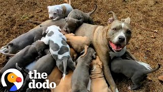 Mama Pitties Are The Best Moms  The Dodo [upl. by Nael]