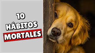 10 HÁBITOS que MATAN lentamente a tu PERRO Sorprendente [upl. by Song]