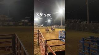 39 sec steer wrestling music horse rodeo cowboys trending cowboys equestrian [upl. by Hehre]