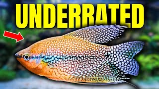 The 10 Most UNDERRATED Community Fish [upl. by Ysteb942]