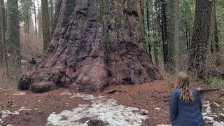 Calaveras Big Trees State Park family day [upl. by Amandy879]